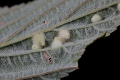 Dasineura ulmaria