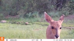 Tragelaphus sylvaticus