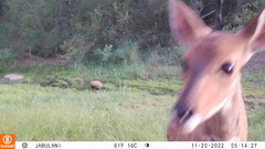 Tragelaphus sylvaticus
