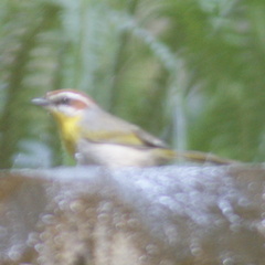 Basileuterus rufifrons