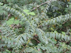 Amorpha fruticosa