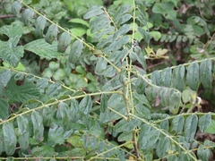 Amorpha fruticosa
