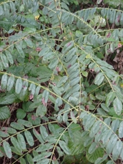 Amorpha fruticosa