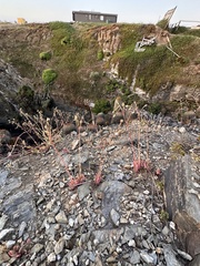 Cistanthe grandiflora