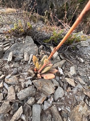 Cistanthe grandiflora