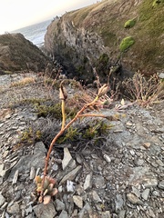 Cistanthe grandiflora
