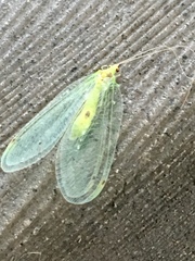 Leucochrysa insularis