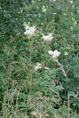 Dasineura ulmaria