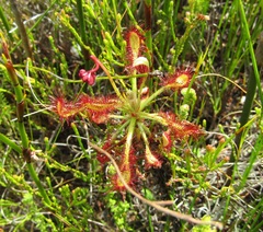 Drosera glabripes