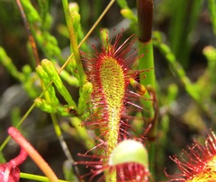 Drosera glabripes