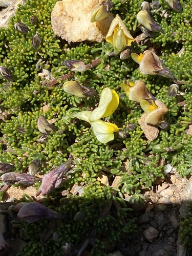 Pedicle Capegorses (Aspalathus pedicellata)