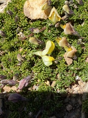 Aspalathus pedicellata