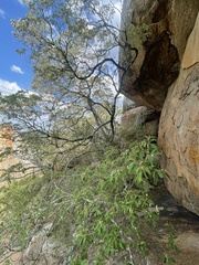 Croton gratissimus gratissimus