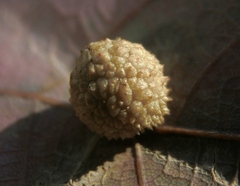 Acraspis pezomachoides