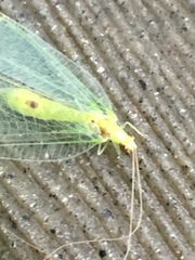 Leucochrysa insularis