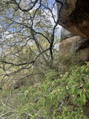 Croton gratissimus gratissimus