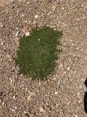 Aspalathus pedicellata