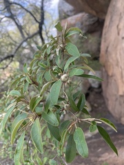 Croton gratissimus gratissimus