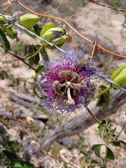 Passiflora cincinnata