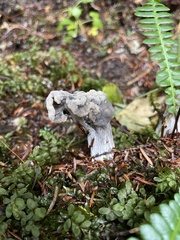 Helvella