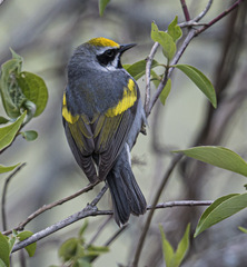 Vermivora chrysoptera