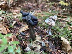 Helvella