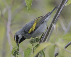 Vermivora chrysoptera