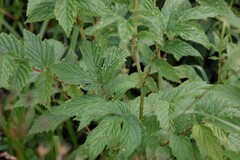 Dasineura ulmaria