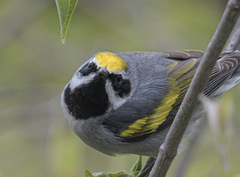 Vermivora chrysoptera