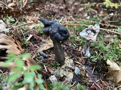 Helvella