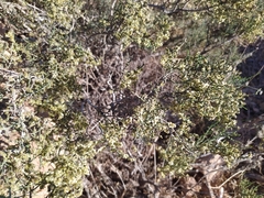 Salsoleae