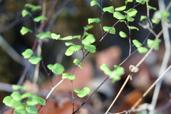Adiantum jordanii