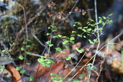 Adiantum jordanii