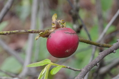 Diospyros pseudomespilus