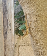 Anolis lineatopus