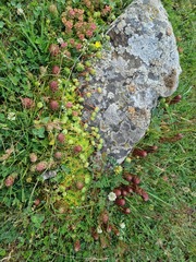 Sempervivum caucasicum