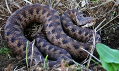 Vipera aspis zinnikeri