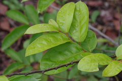 Diospyros pseudomespilus