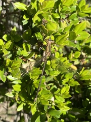 Lestes undulatus