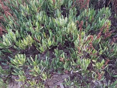 Limoniastrum monopetalum