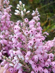 Erica tomentosa