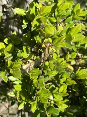 Lestes undulatus