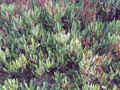 Limoniastrum monopetalum