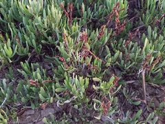 Limoniastrum monopetalum