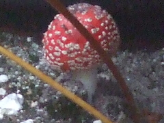 Amanita muscaria