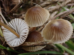 Mycena olivaceomarginata
