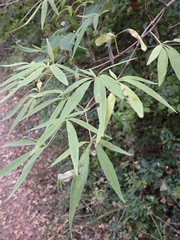 Vitex agnus-castus