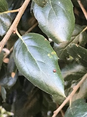 Dryocosmus minusculus