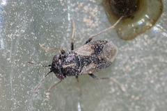 Geocoris lineolus