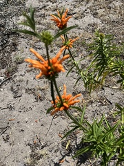Leonotis leonurus
